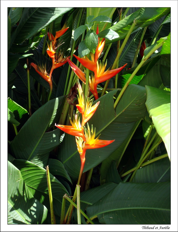 2009 - 08 - Moorea 29